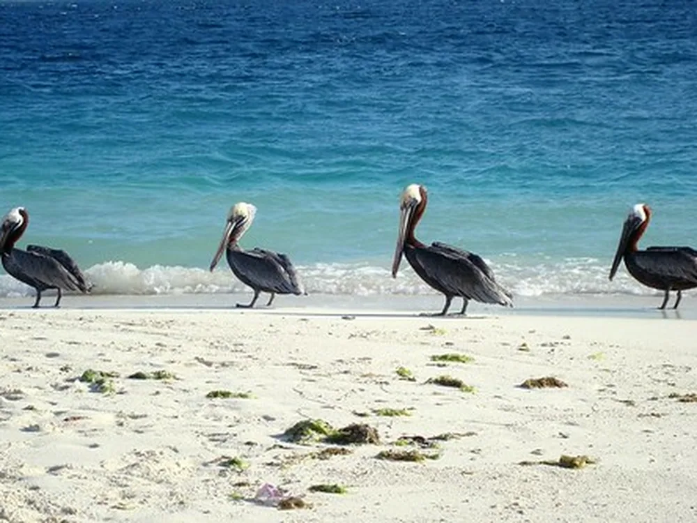 Aves marinas en los islotes de Los Canquises