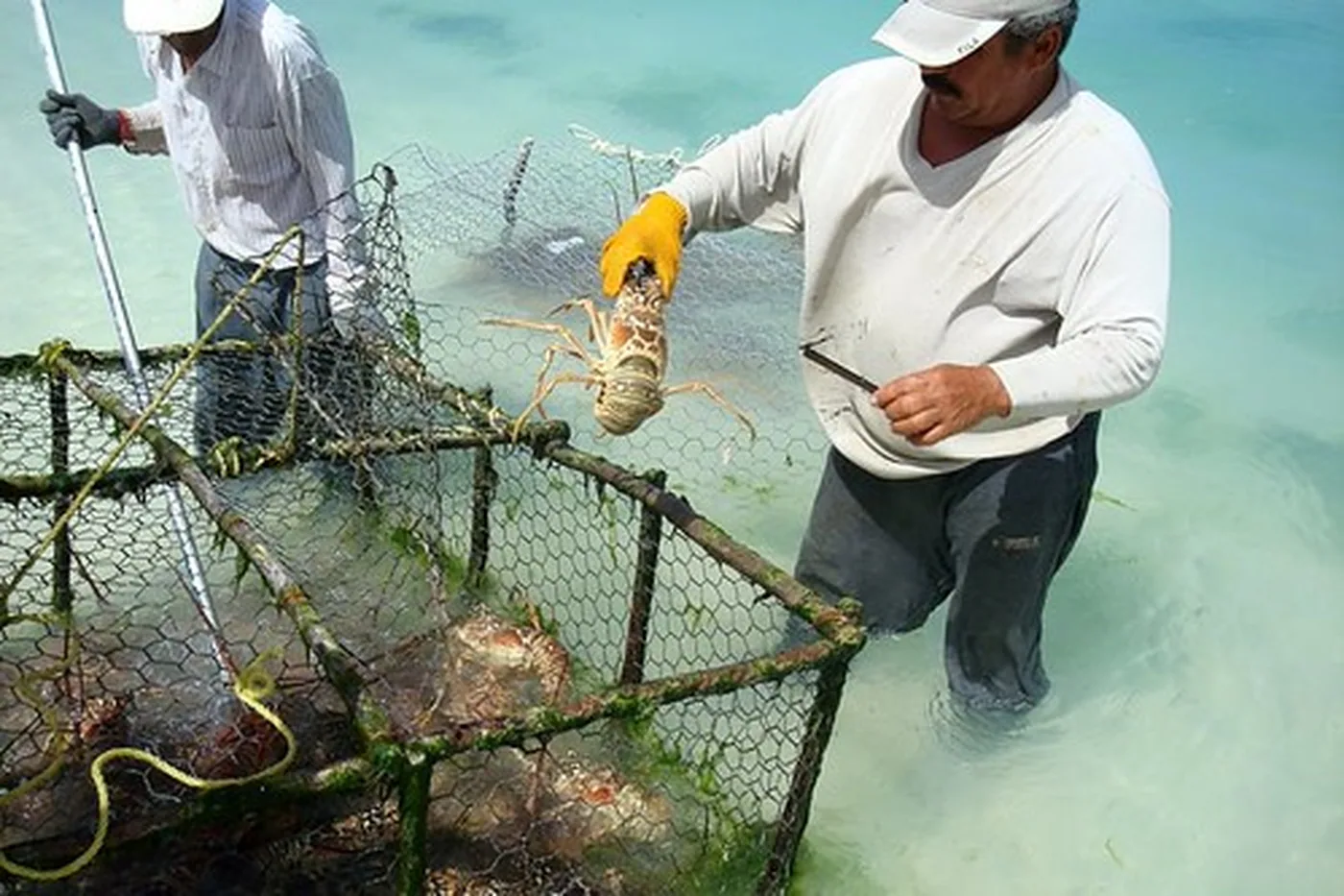 Pescadores de langosta del archipiélago
