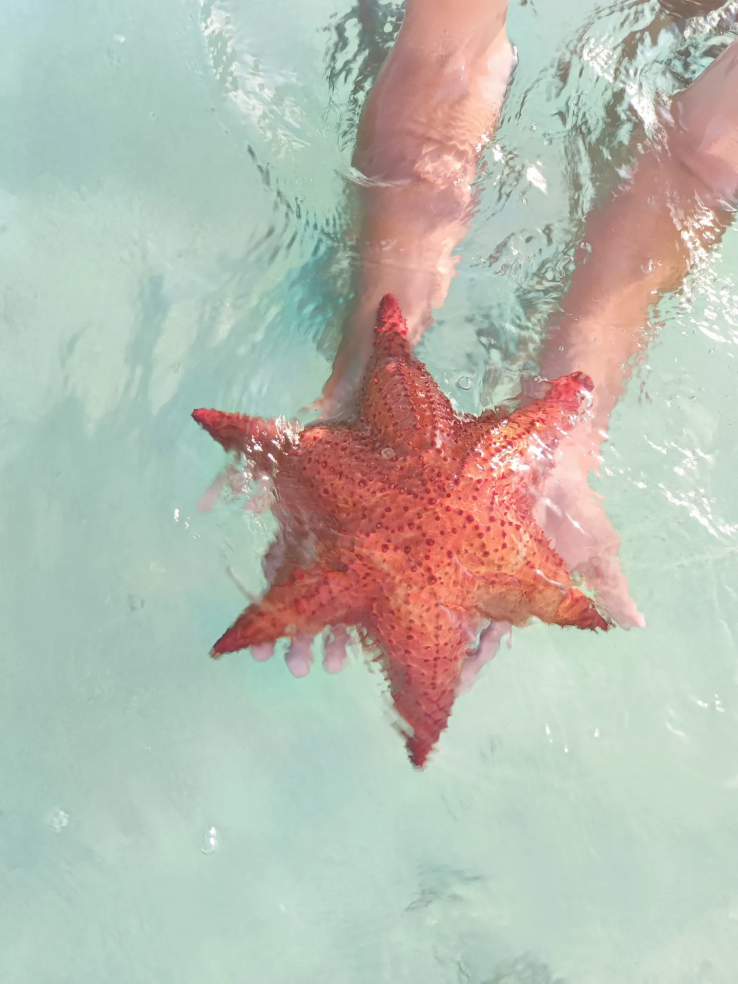 Estrella de Mar
