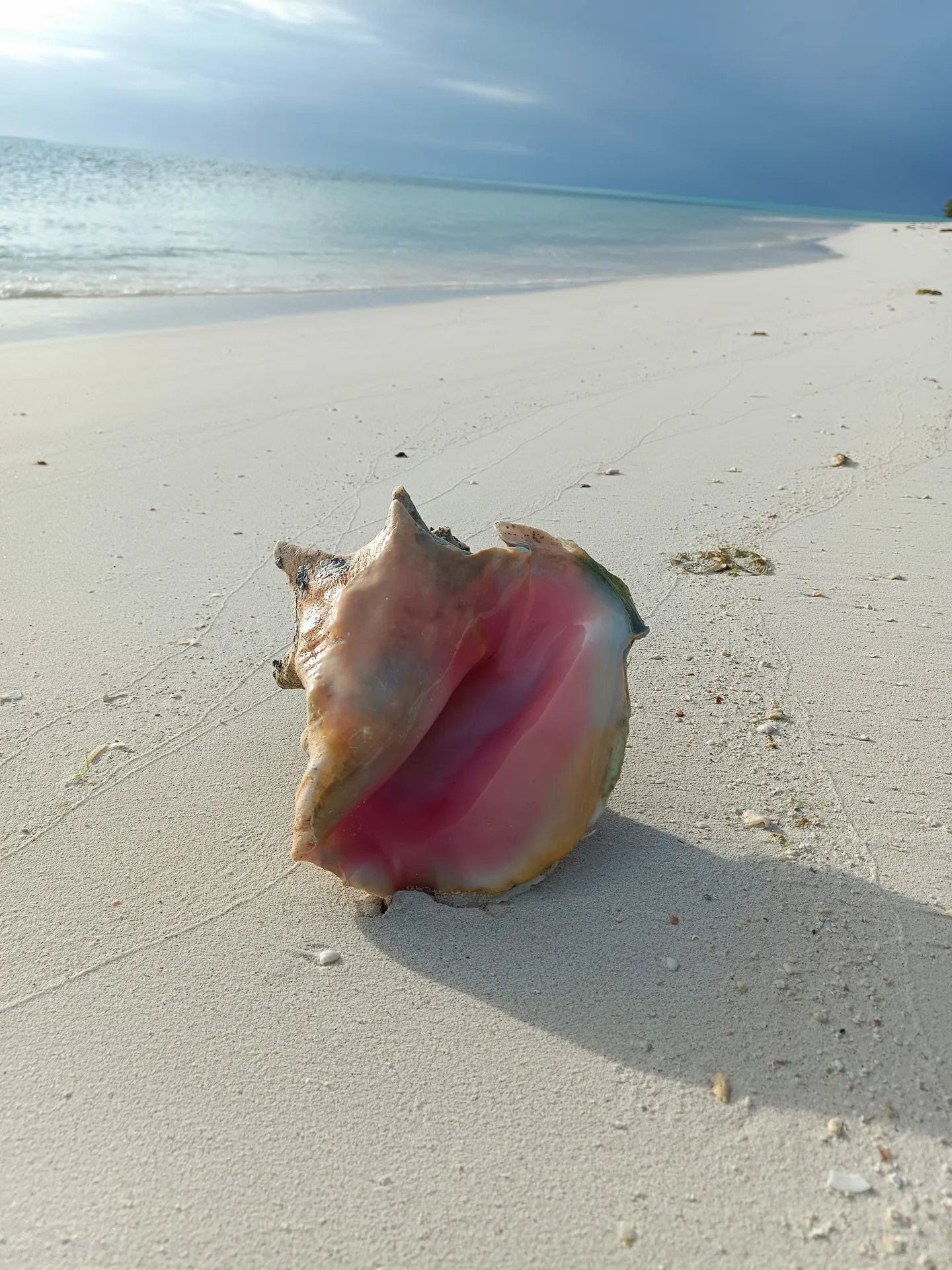 Botuto o caracol reina (Lobatus gigas) vivo