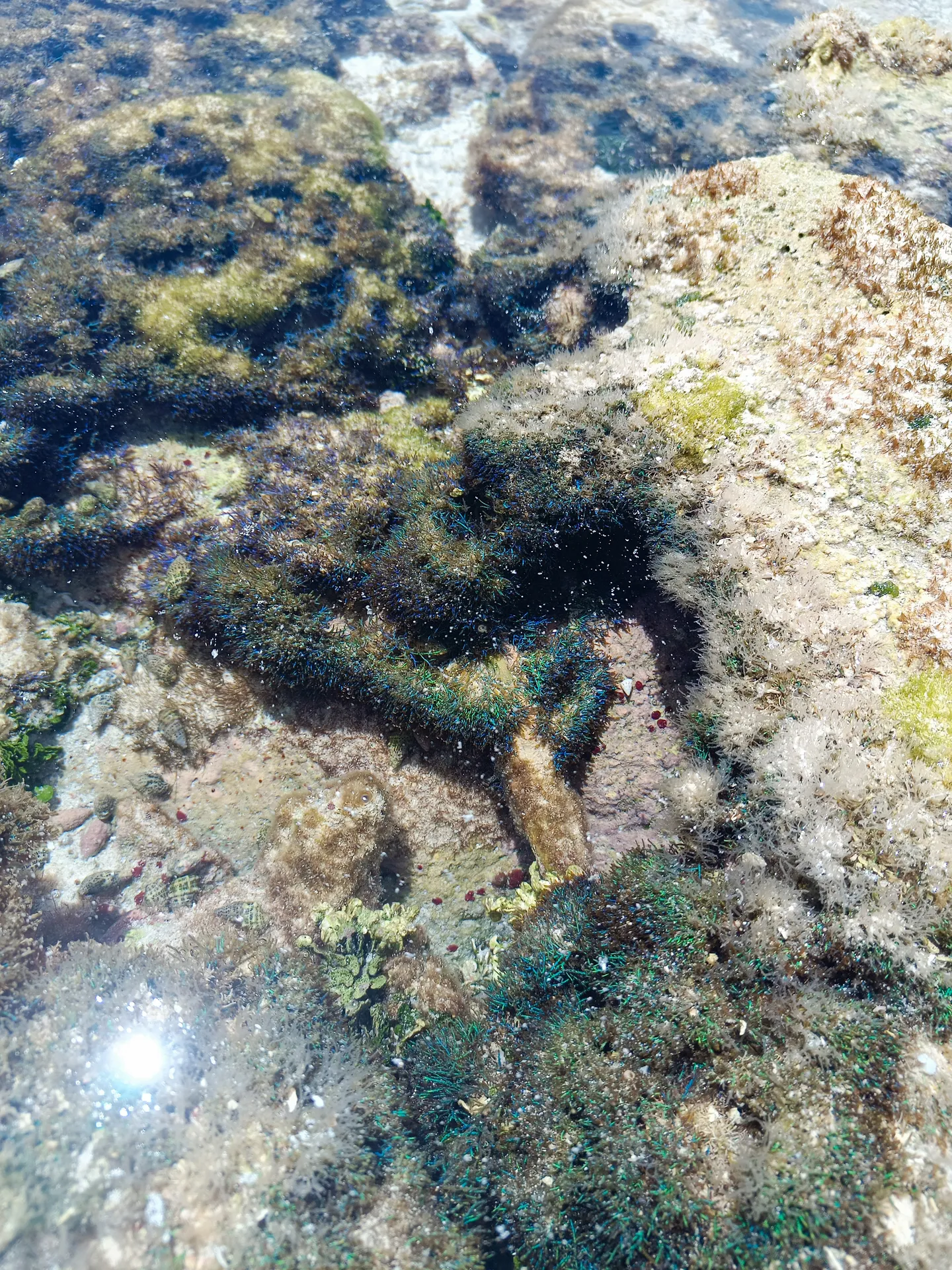 Barrera de coral del archipiélago Los Roques