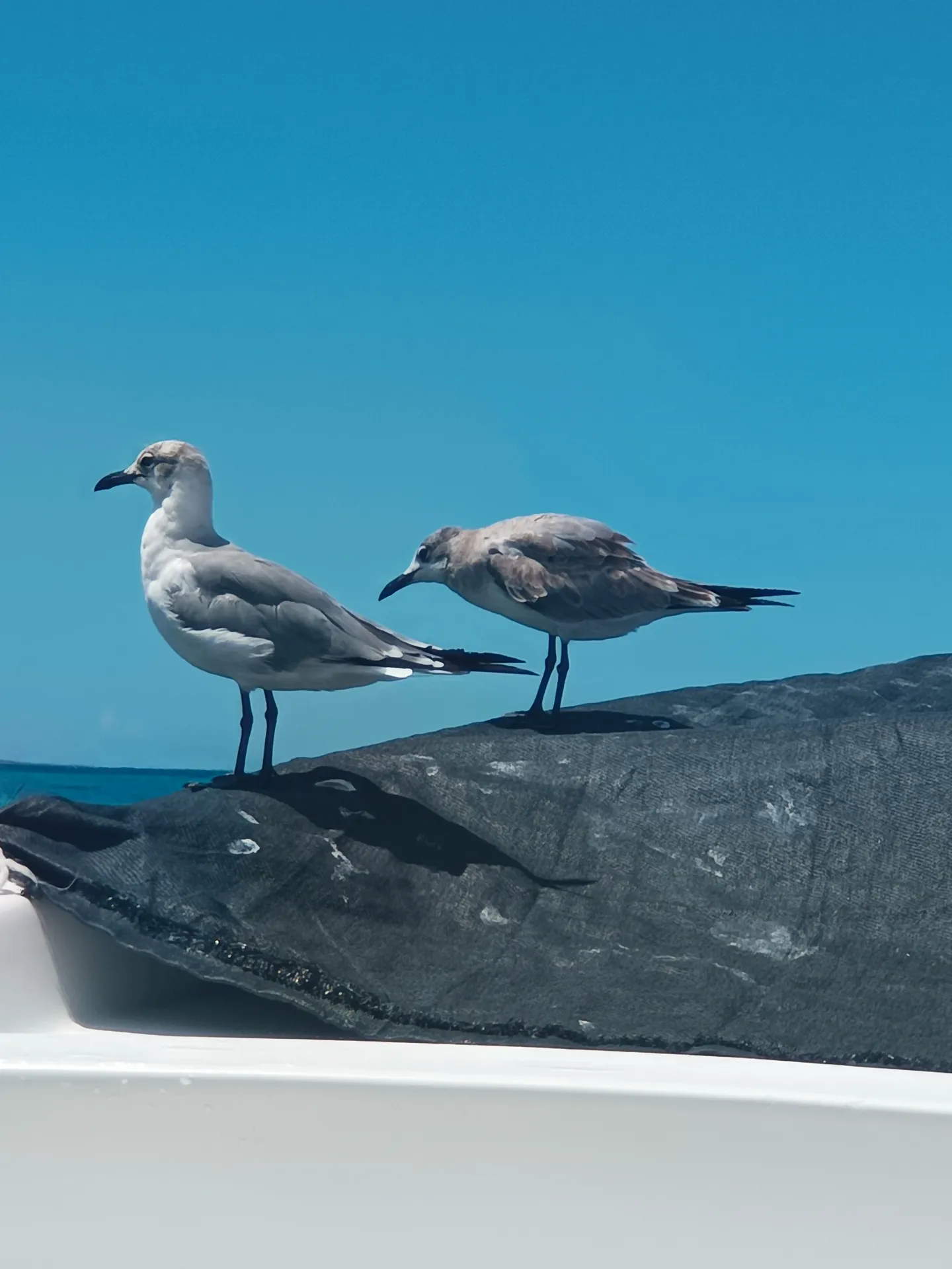Guanaguanare (Larus atricilla) en Los Roques