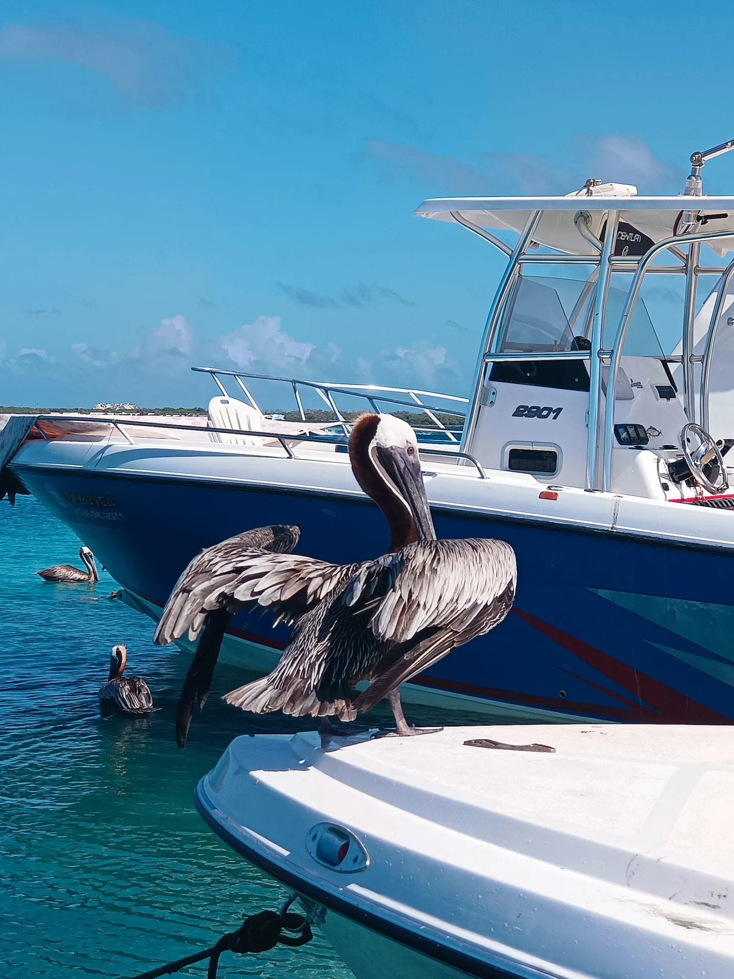 Pelícano pardo (Pelecanus occidentalis) en Los Roques