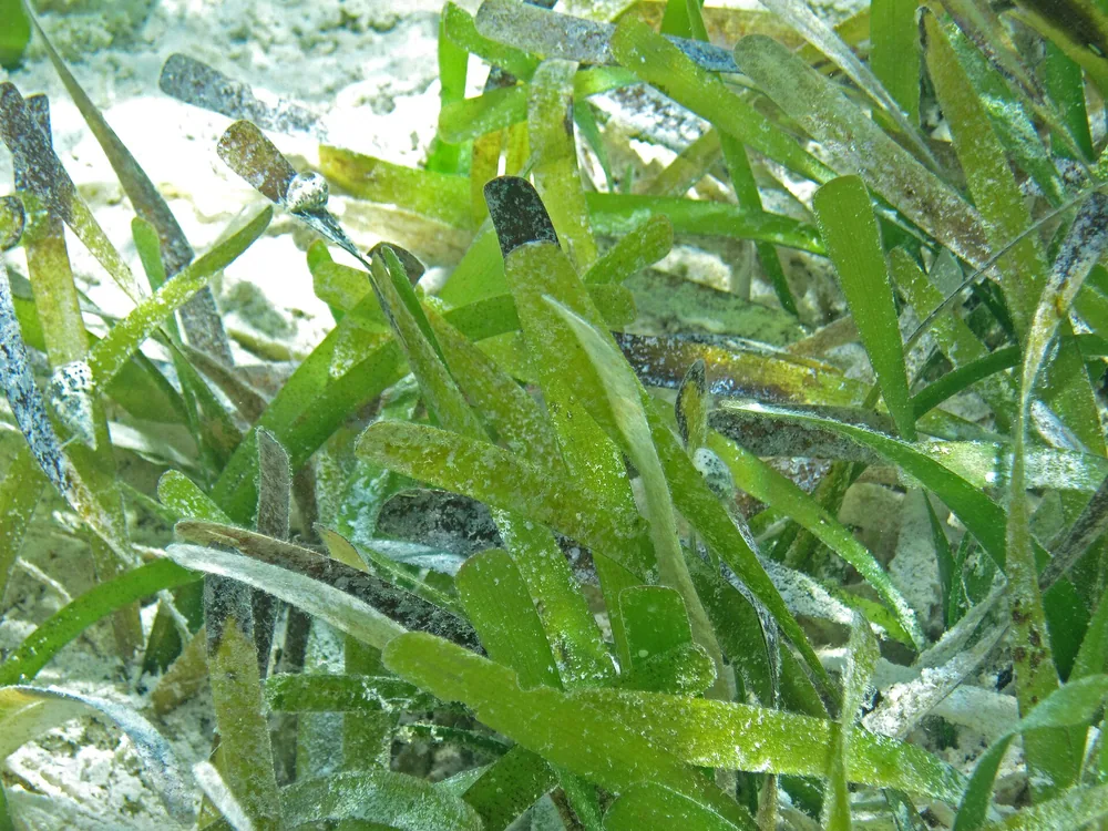 Pradera de Thalassia testudinum, la hierba de tortuga