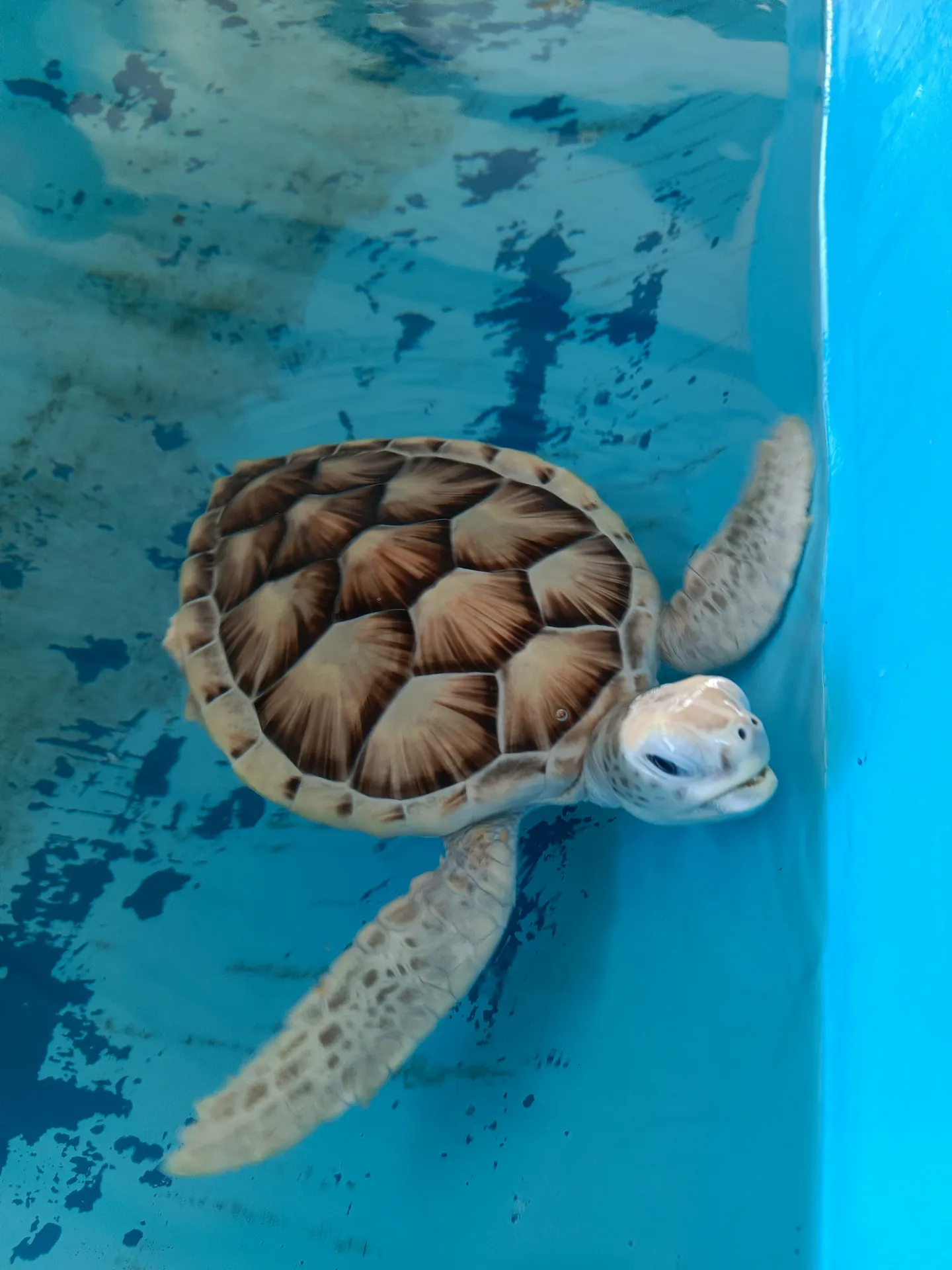 Cría de tortuga verde en Los Roques